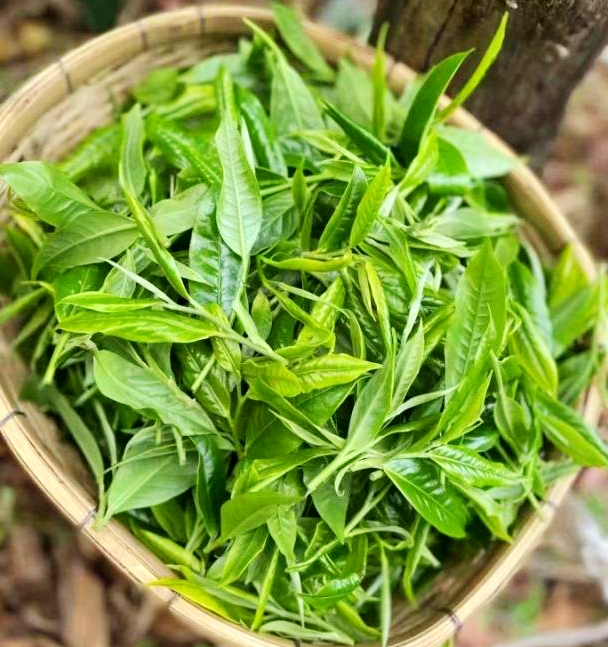 关于麻栗坡县马街乡春茶进入采收季​的信息(1)