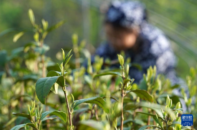 有关于河北省临城县“南茶北种”富农家的最新消息(2)