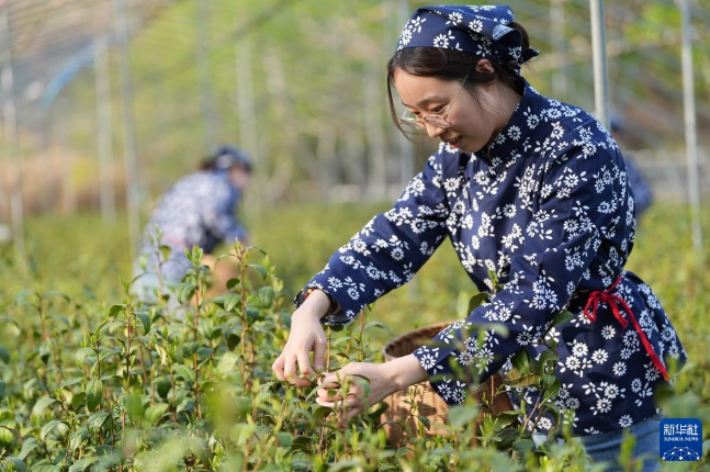 有关于河北省临城县“南茶北种”富农家的最新消息(1)