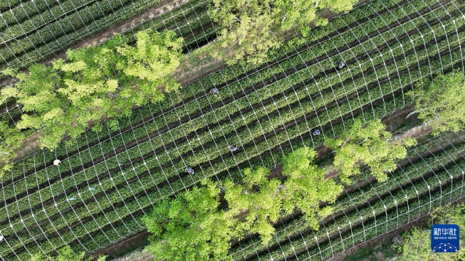 有关于河北省临城县“南茶北种”富农家的最新消息
