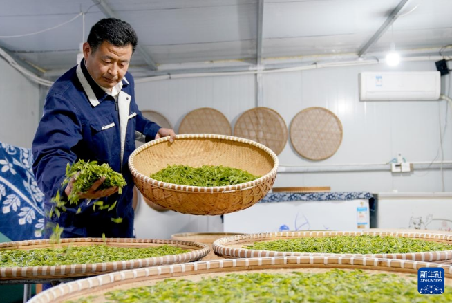 有关于河北省临城县“南茶北种”富农家的最新消息(5)