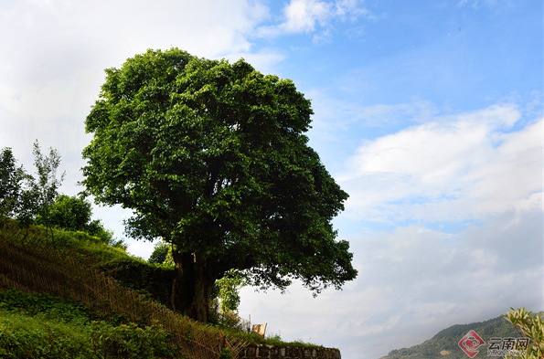 关于依托“锦秀茶尊” 做足茶旅融合“大文章”的相关内容