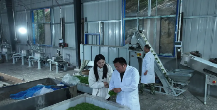 关于古丈县红石林镇:春来农忙正当时 兴茶富民产业旺的新闻(2)