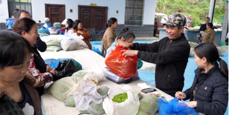 关于古丈县红石林镇:春来农忙正当时 兴茶富民产业旺的新闻(1)