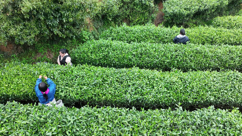 关于古丈县红石林镇:春来农忙正当时 兴茶富民产业旺的新闻