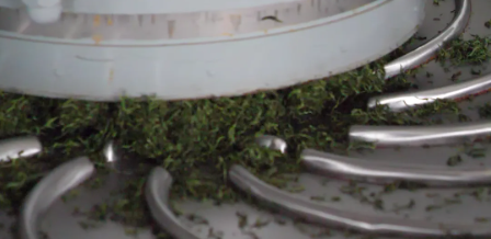 关于古丈县红石林镇:春来农忙正当时 兴茶富民产业旺的新闻(4)