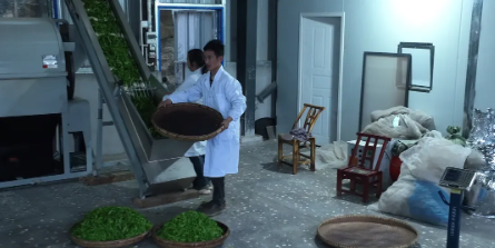 关于古丈县红石林镇:春来农忙正当时 兴茶富民产业旺的新闻(3)