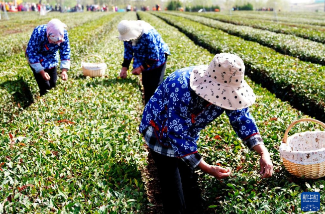 关于山东岚山：春茶采摘忙的相关内容