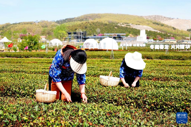 关于山东岚山：春茶采摘忙的相关内容(1)
