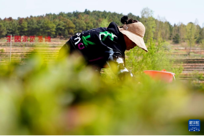 关于山东岚山：春茶采摘忙的相关内容(2)