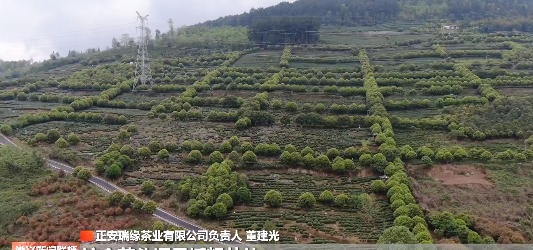 有关于正安白茶：与春争“鲜”的“金叶子”的资讯