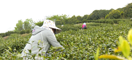 有关于正安白茶：与春争“鲜”的“金叶子”的资讯(2)