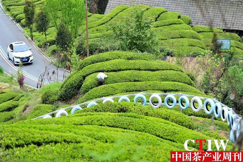 关于夷陵邓村:春茶飘香采摘忙 “寸土种茶”奔富路的消息(1)