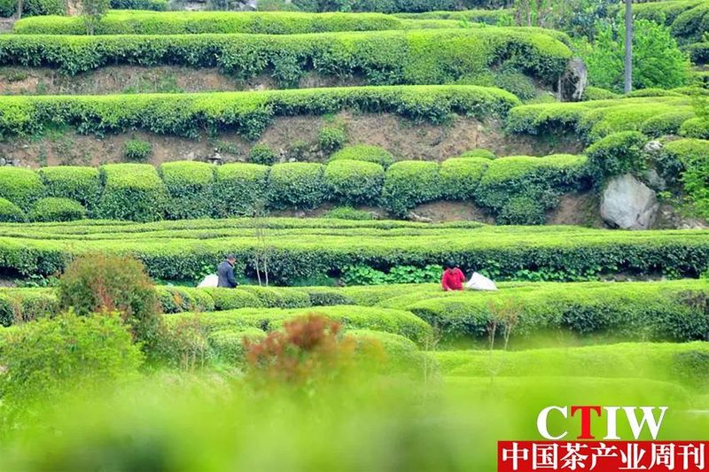 关于夷陵邓村:春茶飘香采摘忙 “寸土种茶”奔富路的消息