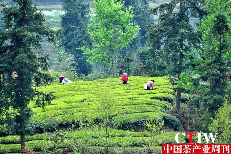 关于夷陵邓村:春茶飘香采摘忙 “寸土种茶”奔富路的消息(2)