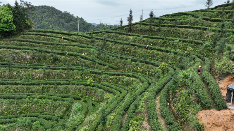关于沙田镇缠良村：茶树吐香 春茶上市的新闻
