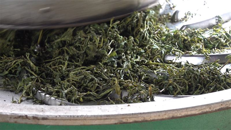 关于沙田镇缠良村：茶树吐香 春茶上市的新闻(5)