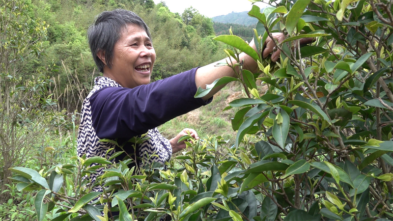 关于沙田镇缠良村：茶树吐香 春茶上市的新闻(3)