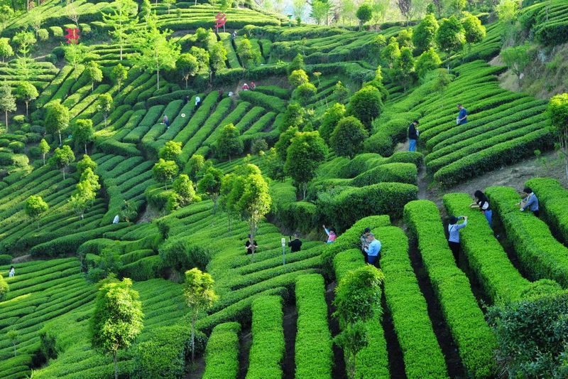 关于产值6.8亿元！汉中皆可茶的内容