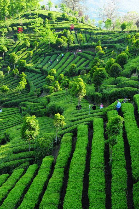 关于产值6.8亿元！汉中皆可茶的内容(3)