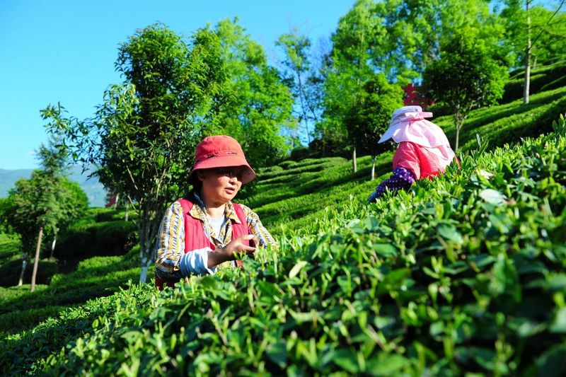 关于产值6.8亿元！汉中皆可茶的内容(1)