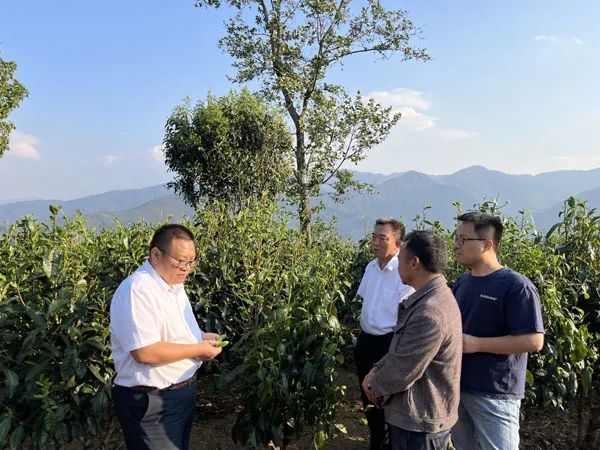 关于南涧农科服务团助力无量山茶产业发展的信息(1)