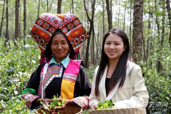 有关于保山龙陵:返乡创业小伙追逐“茶业梦”的最新消息(4)