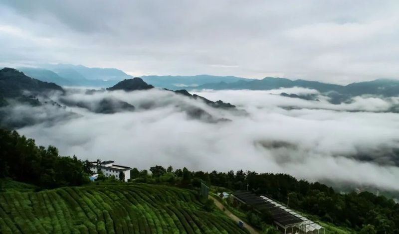 有关于汉中西乡:西乡与茶 共绘美好生活的相关内容