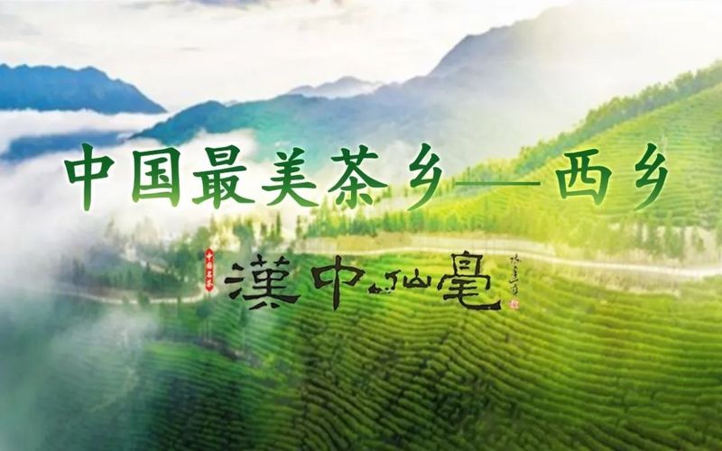 有关于汉中西乡:西乡与茶 共绘美好生活的相关内容(1)