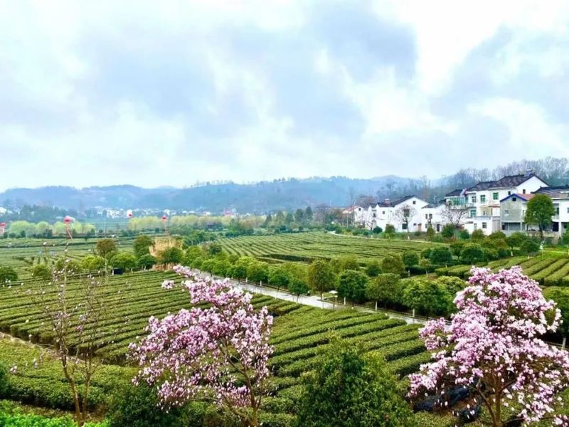 有关于汉中西乡:西乡与茶 共绘美好生活的相关内容(5)