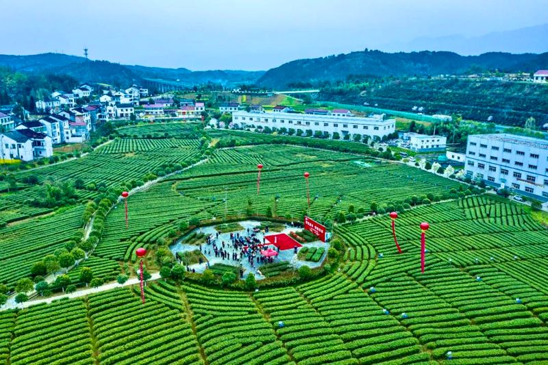 有关于汉中西乡:西乡与茶 共绘美好生活的相关内容(4)