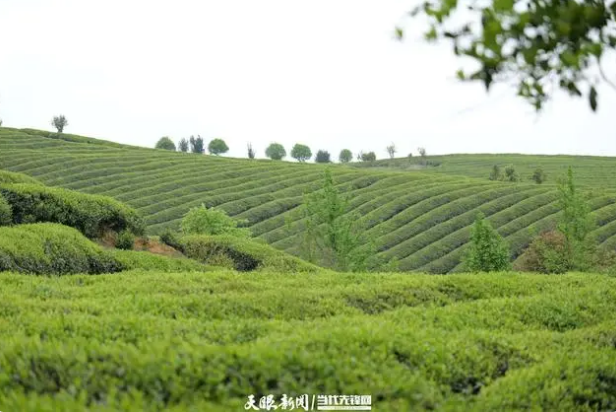 关于遵义播州区葡萄茶场：迎着春光采摘“茶叶经济”的新闻