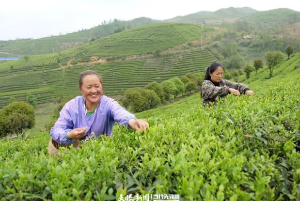 关于遵义播州区葡萄茶场：迎着春光采摘“茶叶经济”的新闻(5)