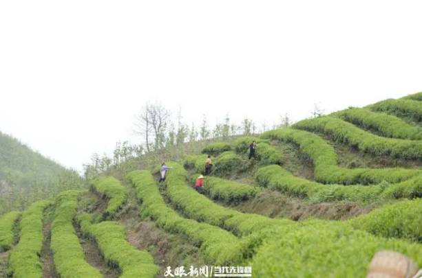 关于遵义播州区葡萄茶场：迎着春光采摘“茶叶经济”的新闻(8)