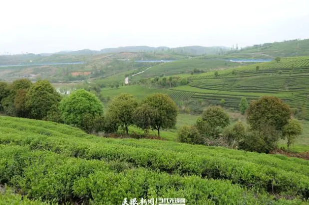 关于遵义播州区葡萄茶场:迎着春光采摘“茶叶经济”的新闻(2)