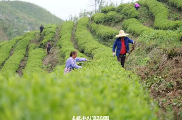 关于遵义播州区葡萄茶场：迎着春光采摘“茶叶经济”的新闻(6)