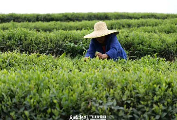 关于遵义播州区葡萄茶场：迎着春光采摘“茶叶经济”的新闻(3)