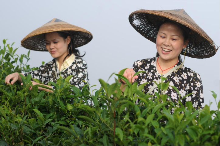 关于洞口雪峰茶:奏响民族文化新乐章的资讯(4)