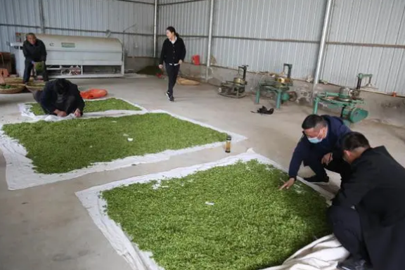 关于河南淮滨：“茶塘湾”里茶飘香的信息(1)