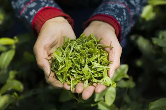 关于河南淮滨：“茶塘湾”里茶飘香的信息(2)