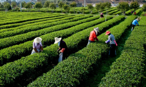 关于河南淮滨：“茶塘湾”里茶飘香的信息