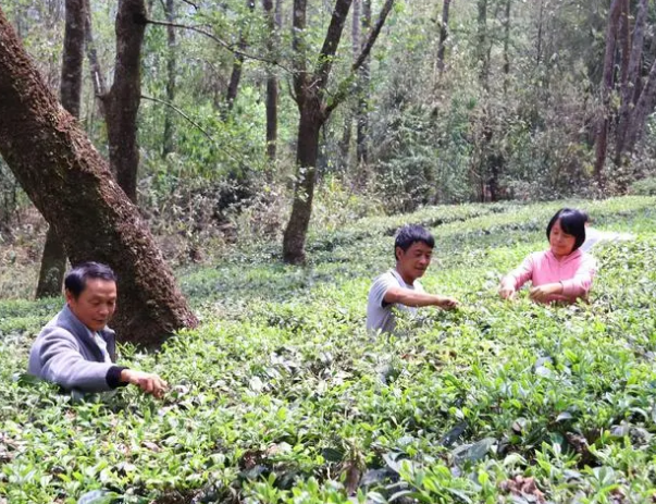 关于云县后箐乡：将“致富密码”藏在茶园中的相关信息(1)