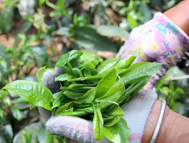 关于云县后箐乡:将“致富密码”藏在茶园中的相关信息(3)