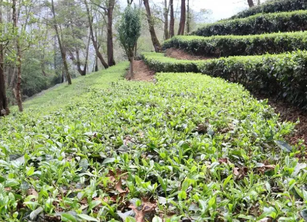 关于云县后箐乡：将“致富密码”藏在茶园中的相关信息