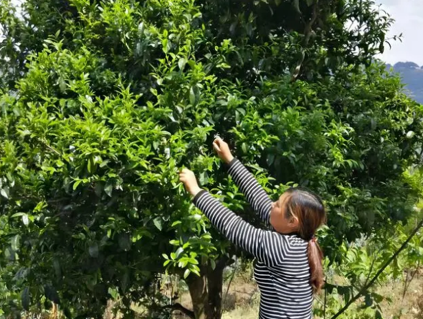 关于云县后箐乡:将“致富密码”藏在茶园中的相关信息(2)