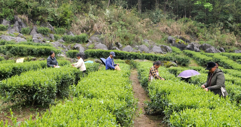 有关于龙潭坪镇溪口村：“金”叶装满茶农兜的消息