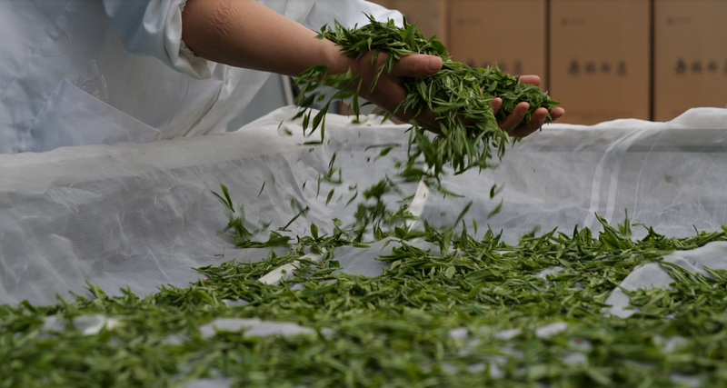 有关于龙潭坪镇溪口村：“金”叶装满茶农兜的消息(2)