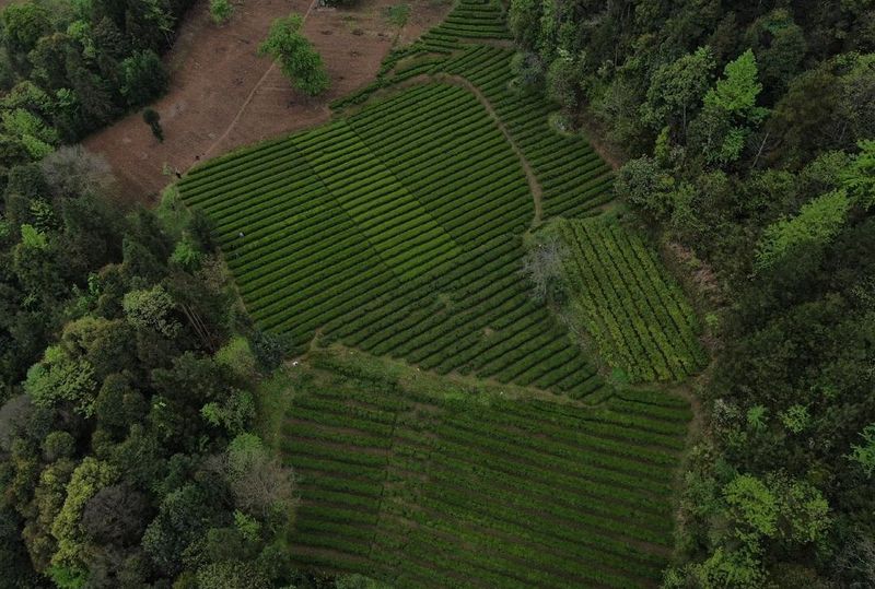 有关于龙潭坪镇溪口村：“金”叶装满茶农兜的消息(3)