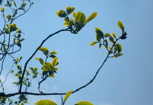 关于春茶绿 产业兴 打笋山春茶开采的资讯(5)