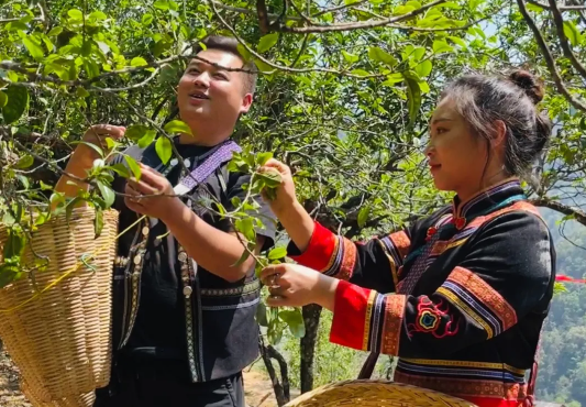 关于春茶绿 产业兴 打笋山春茶开采的资讯(2)